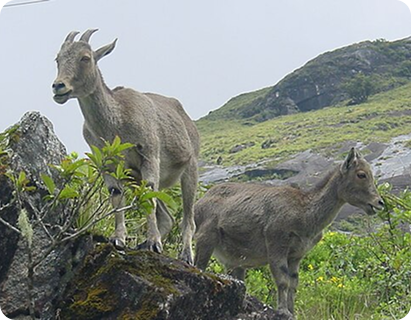Western Ghats Protection